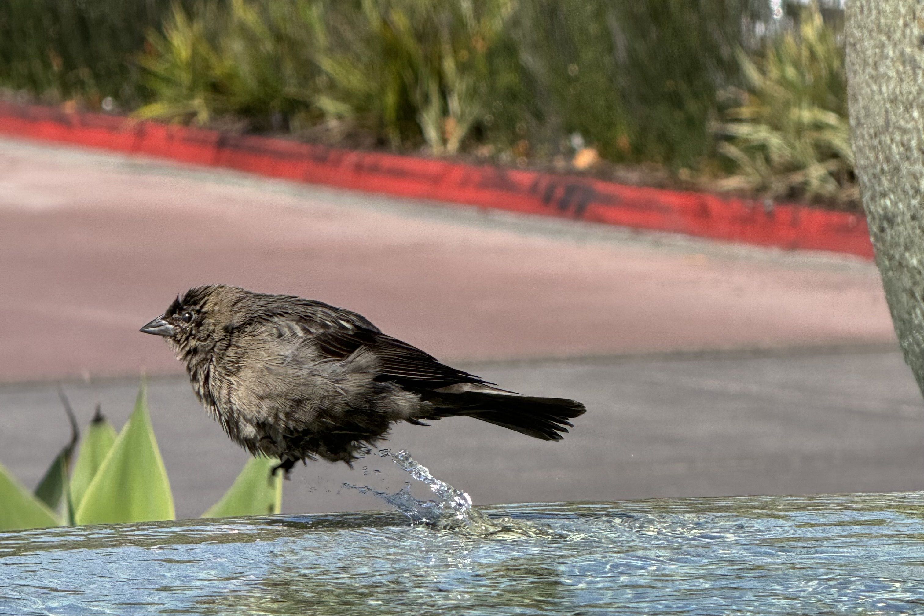 A small bird lifting away from a fountain with water splashing beneath it