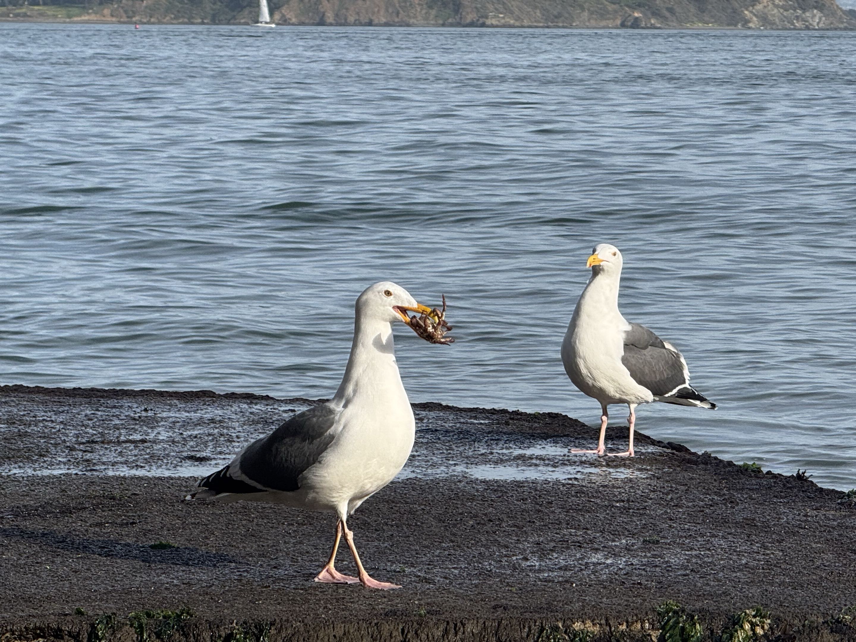 Two gulls standing near the water, one holding a crab